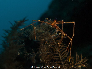 spider by Marc Van Den Broeck 